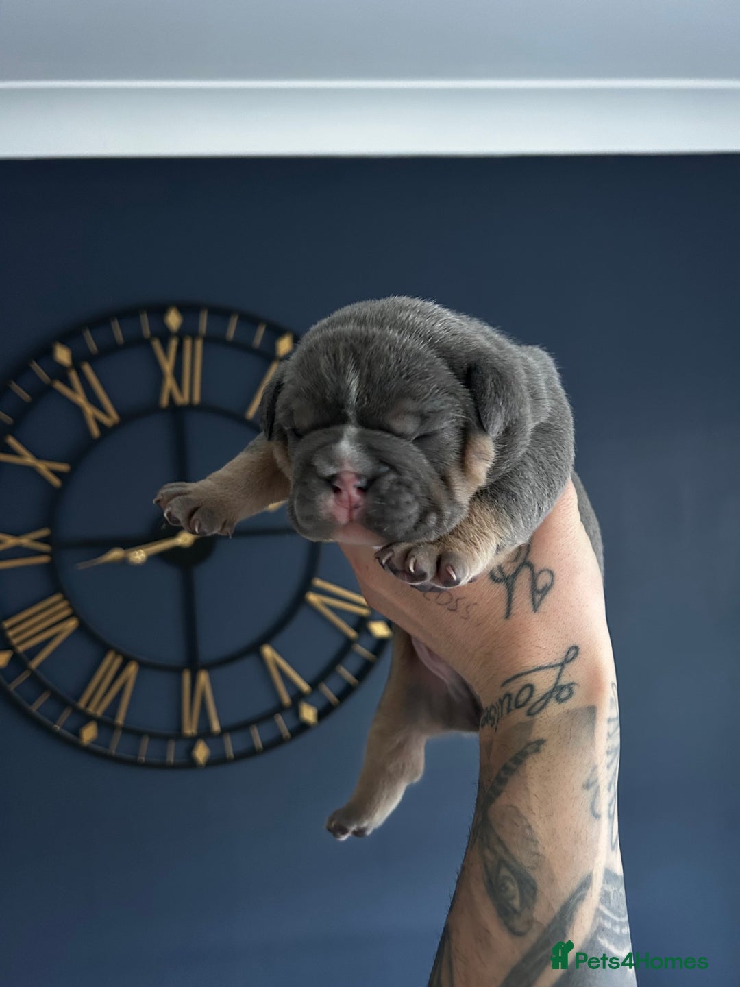 Mixed Breed dogs for sale: English bulldogs  - Advert 18