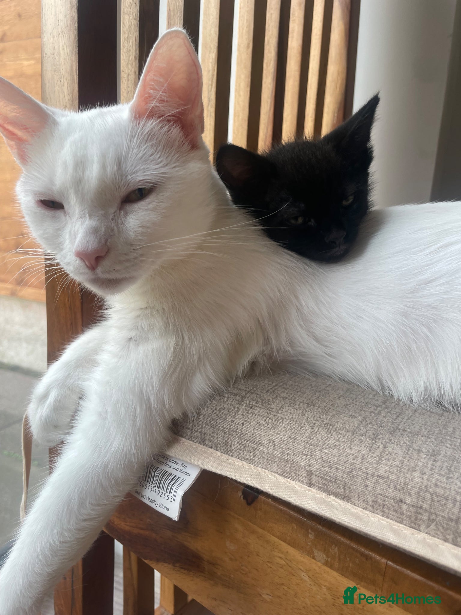 Mixed Breed cats for sale:  Black/dark brown mackerel tabby - Advert 7