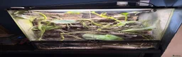 Frog reptiles for sale: Amazon milk frog with full bioactive VIV  - Advert 5