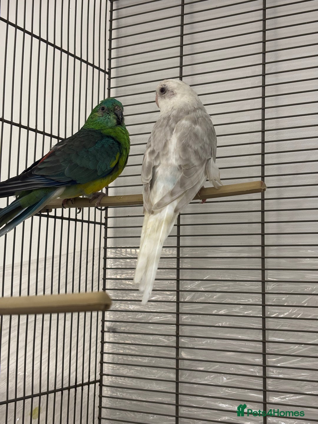 Conures birds for sale: TURQOISE PARROT / PERLY WHITE - Image 2