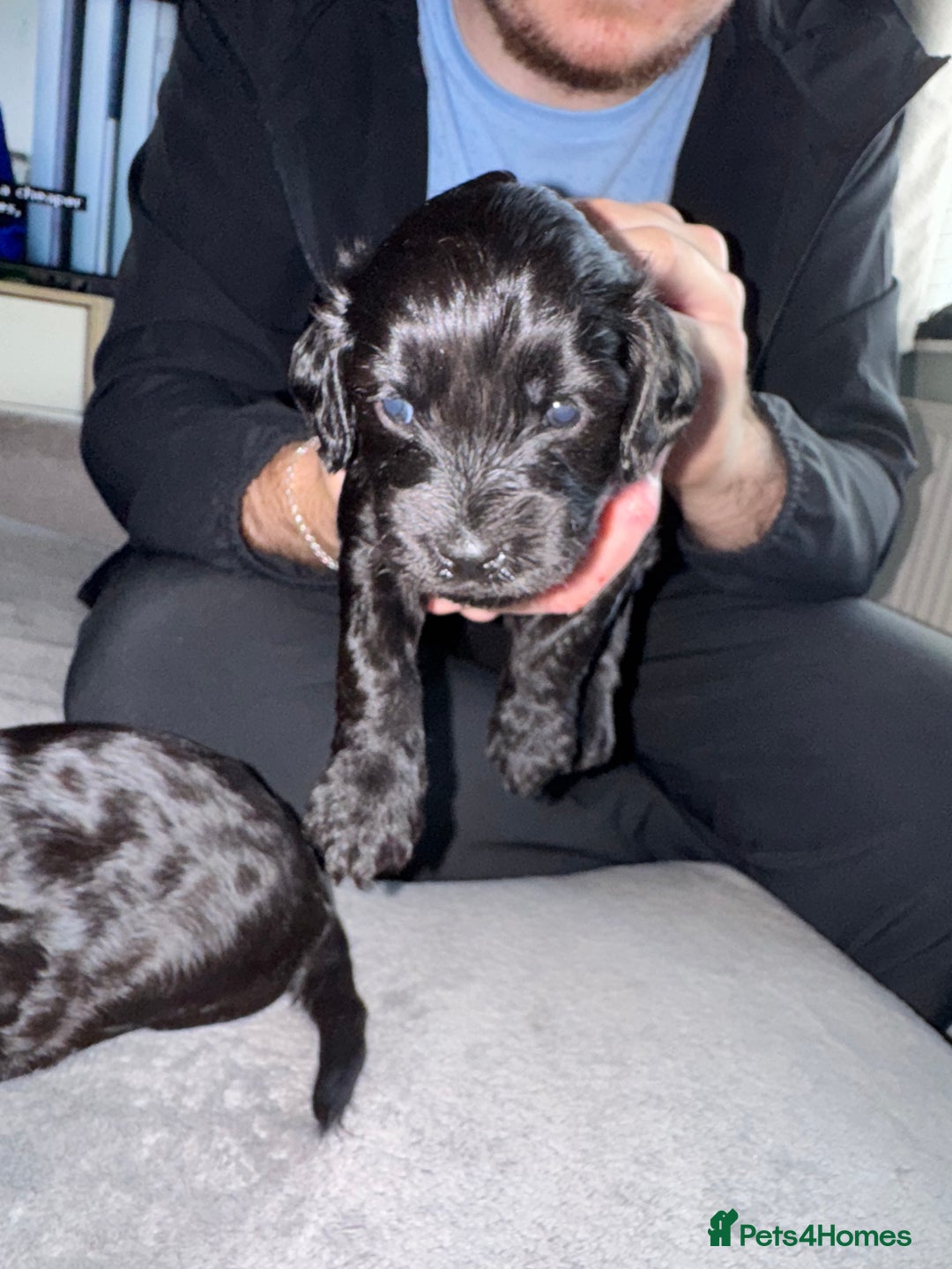 Mixed Breed dogs for sale: Cocker Schnoodle Puppies - Image 1