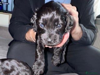 Mixed Breed dogs - Advert 34