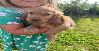 Cocker Spaniel dogs - Advert 2