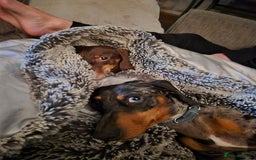 Dachshund dogs for stud: Slinky broomhead - Image 7