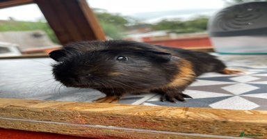 Guinea Pig rodents in Wigan - Advert 7