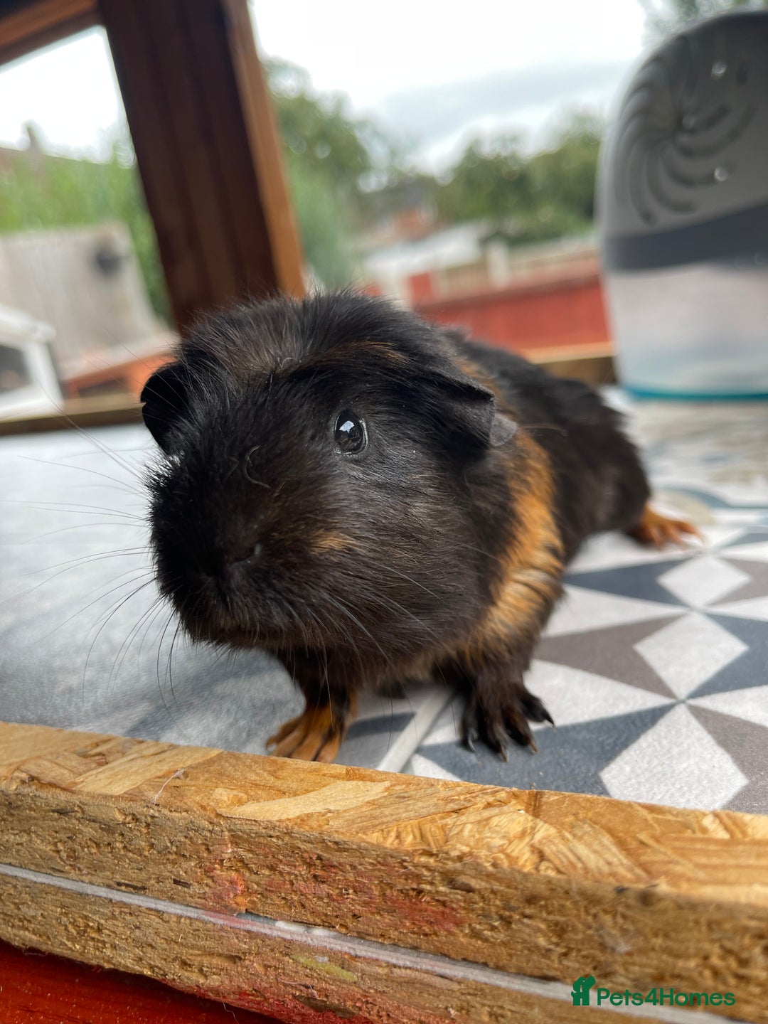 Guinea Pig rodents for sale: 2 Baby Guinea Pigs Looking For Homes in Wigan - Image 2