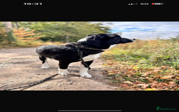 Mixed Breed dogs for sale: 7 month old Puppy  - Image 6