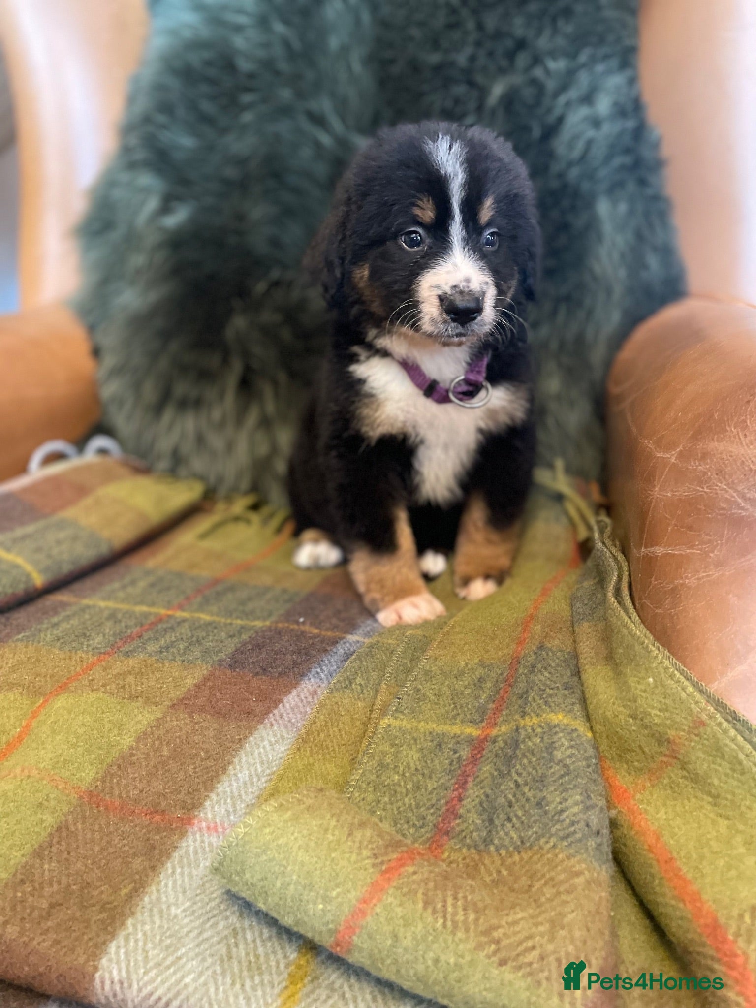 Bernese Mountain Dog dogs Stunning puppies! - Advert 2