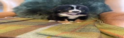 Bernese Mountain Dog dogs for sale: Stunning puppies! - Advert 5