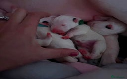 English Bull Terrier dogs for sale: Adorable English Bull Terrier Puppies - Image 21