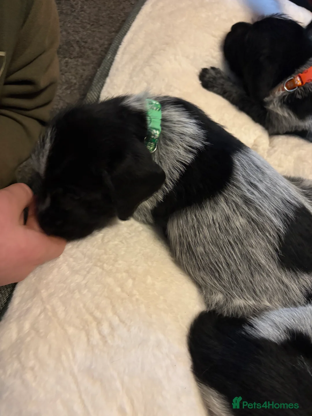 German Wirehaired Pointer dogs for sale: German wiredhaired pointer pups  - Advert 5