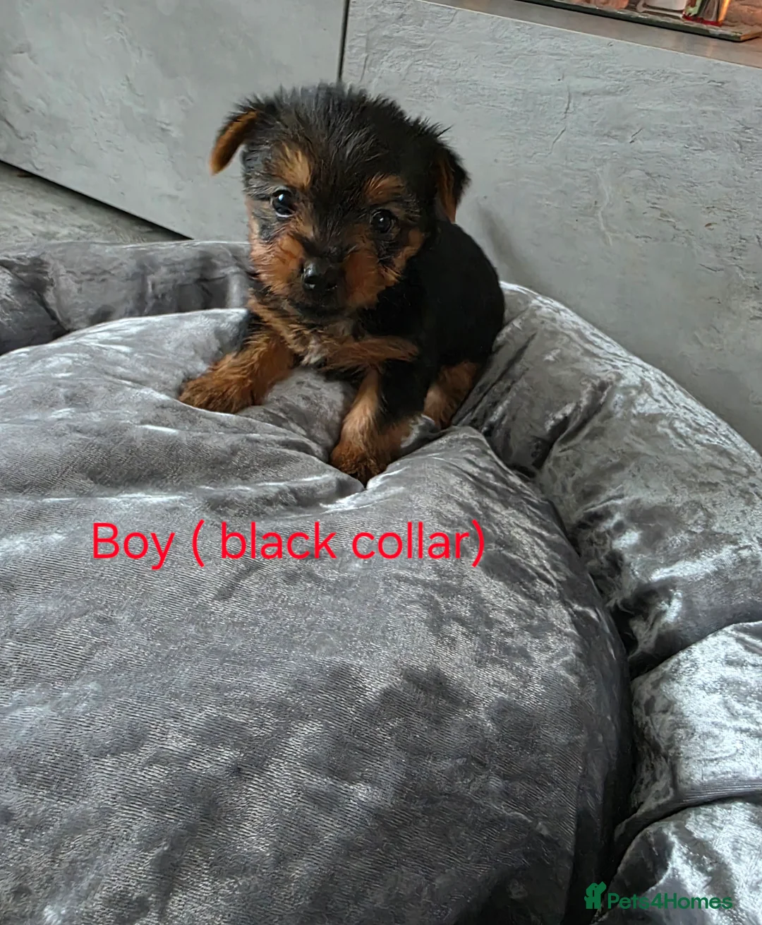 Yorkshire Terrier dogs for sale: 💕Beautiful Yorkshire Terrier Puppies 💕 - Advert 22