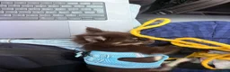 Chihuahua dogs for sale: Long Hair Chocolate Chihuahua Male in London - Advert 6