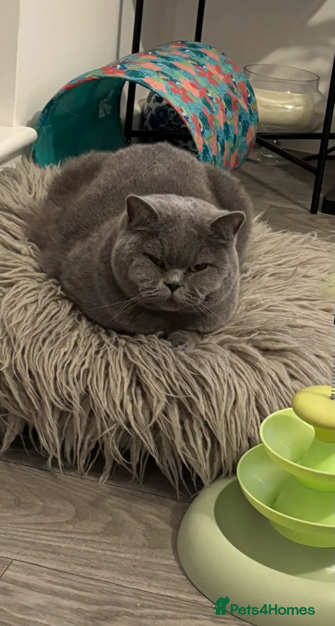 British Shorthair cats for sale: 🧸Chunky British Shorthair Kittens🧸 - Advert 2