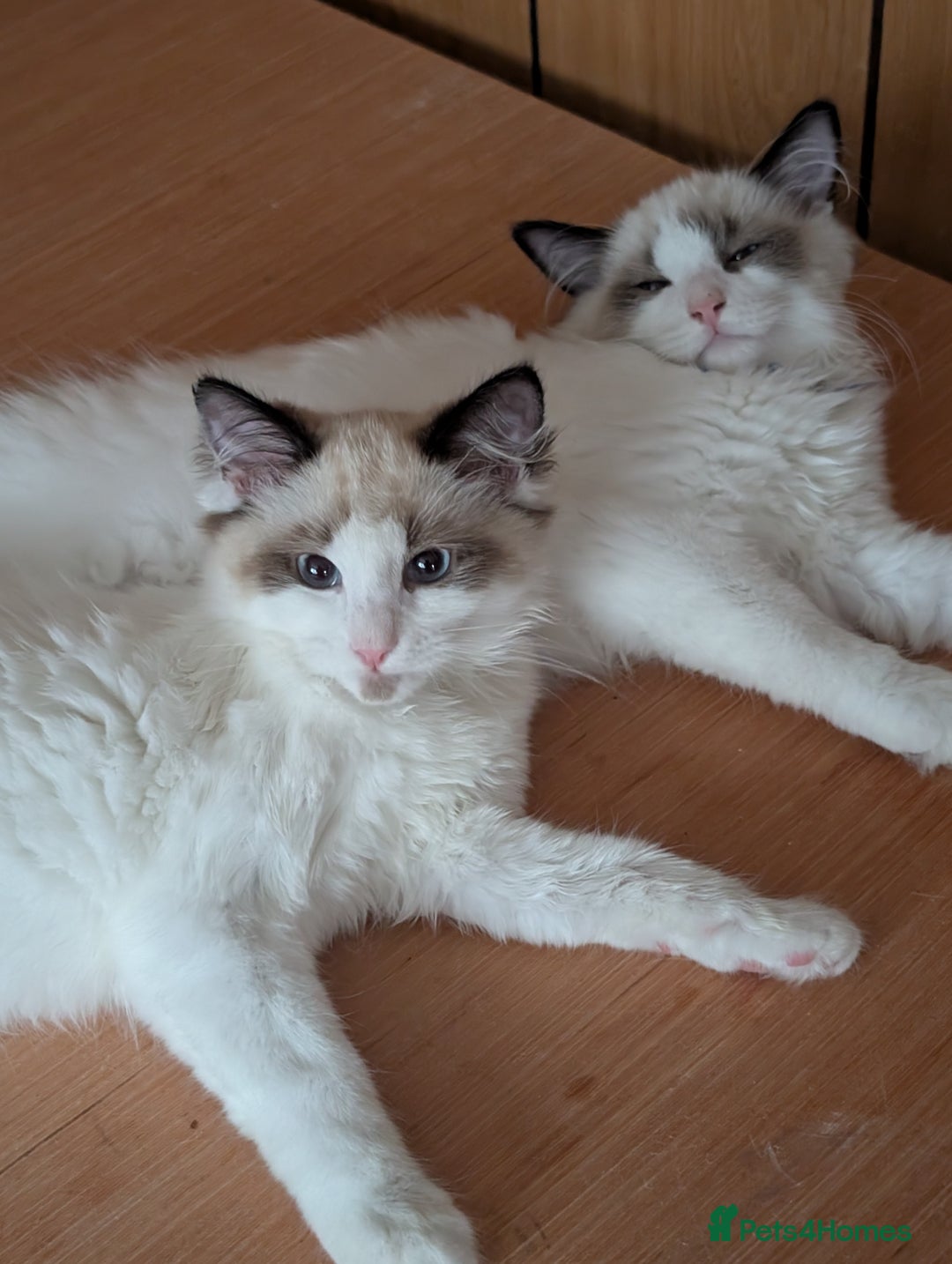 Ragdoll cats for sale: Kitty Ragdoll  - Image 9
