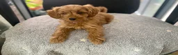 Cockapoo dogs for sale: Toy Poodle Cross Puppies, Mum & Dad Seen, London - Advert 16