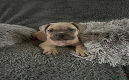 Mixed Breed dogs for sale: English bulldog x French bulldog  - Image 1