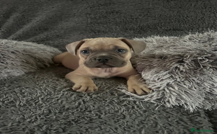 Mixed Breed dogs - Advert 1