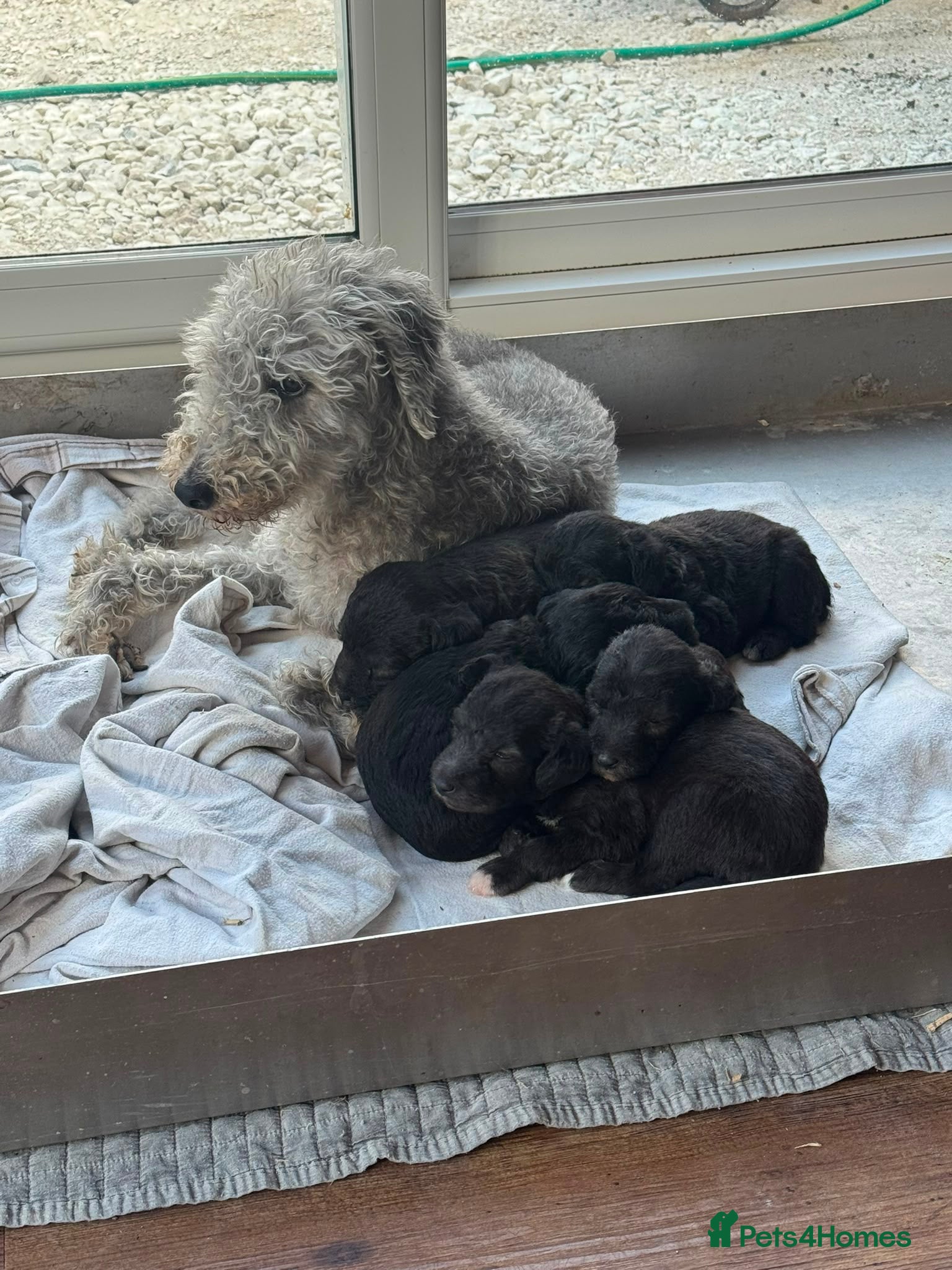 Bedlington Terrier dogs KC registered Bedlington terrier puppies  - Advert 1