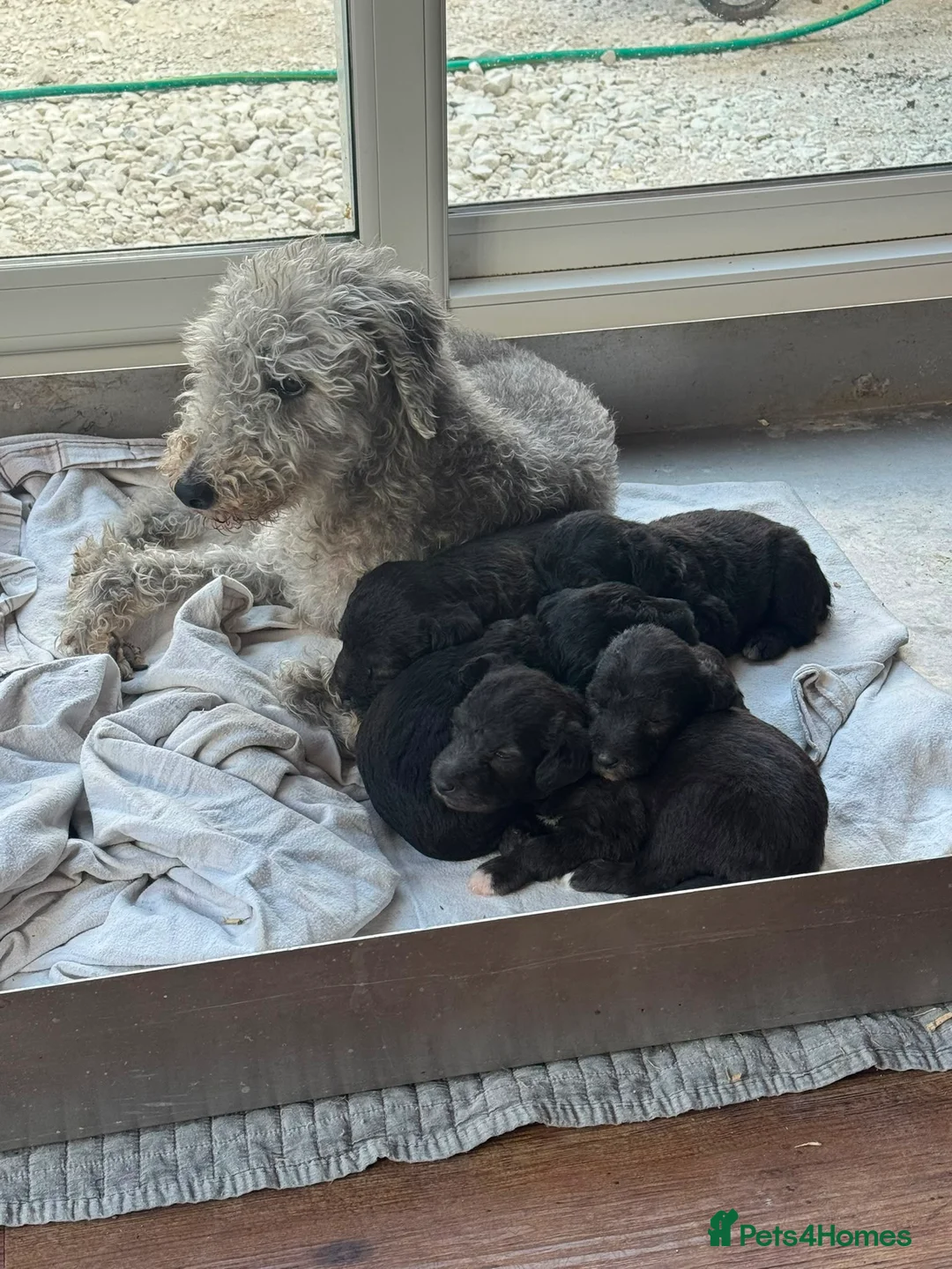 Bedlington Terrier dogs for sale: KC registered Bedlington terrier puppies  - Advert 1