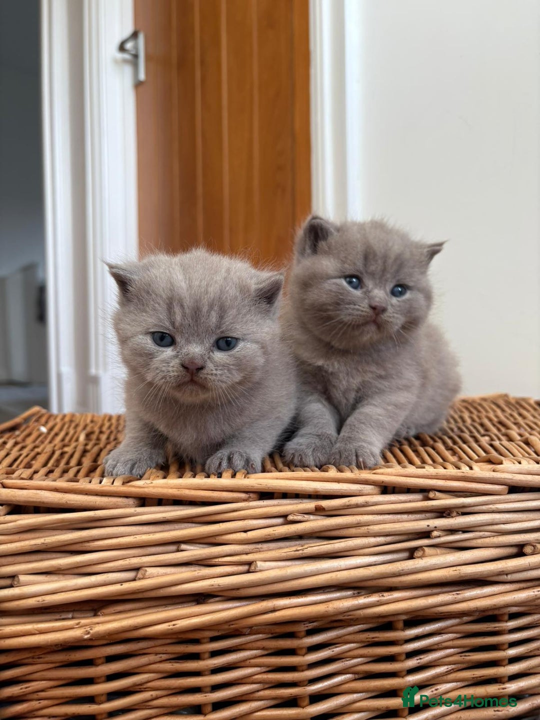 Scottish Fold cats for sale: Beautiful Scottish fold kittens  - Advert 7