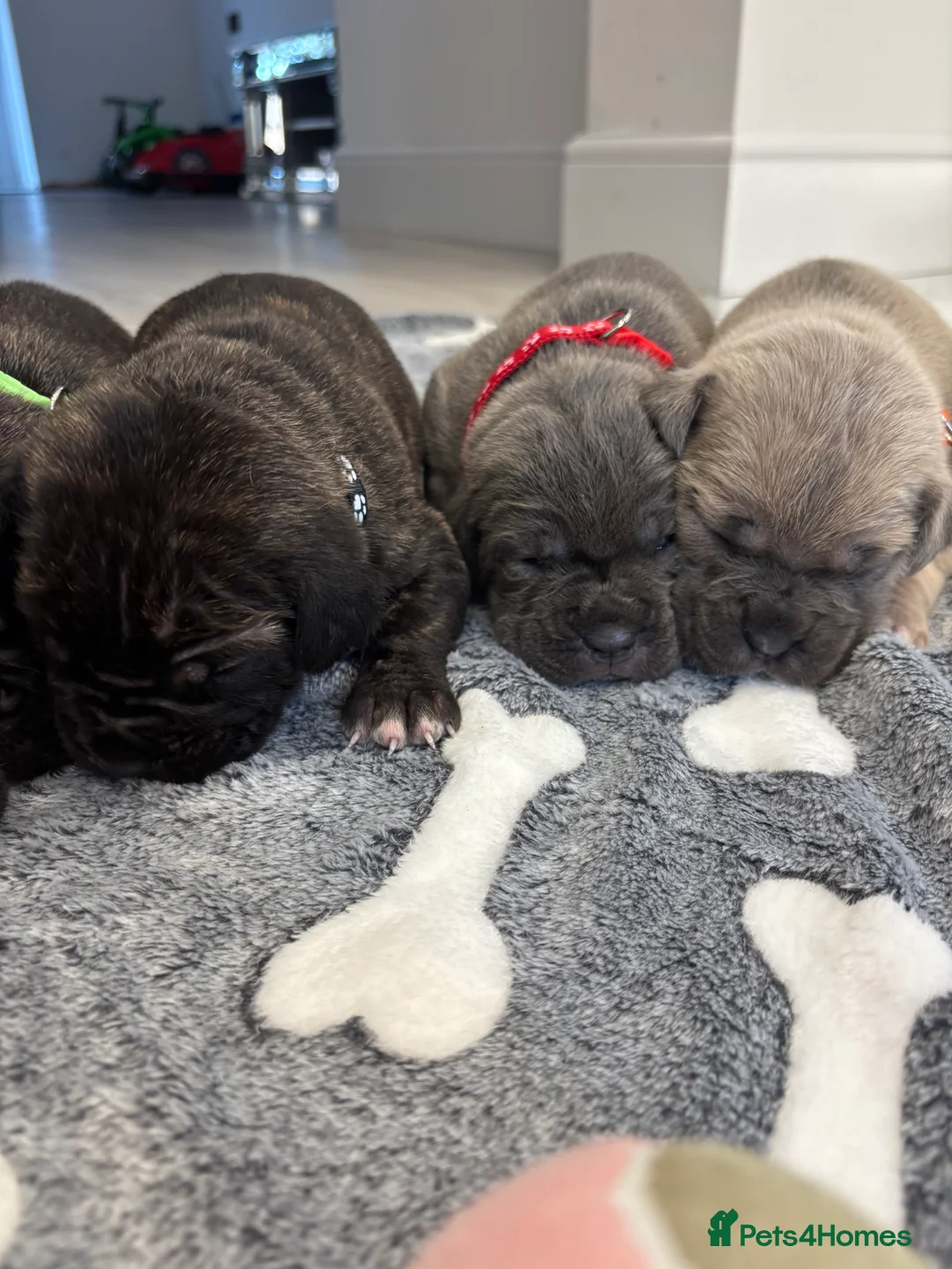 Cane Corso dogs for sale: Cane Corso Puppies 🐶  - Advert 3