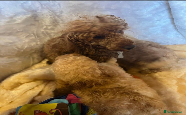 Cavapoo dogs - Advert 8