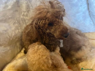 Cavapoo dogs for sale - Advert 1