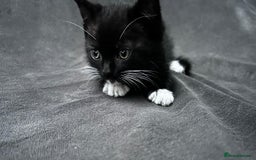 Ragdoll cats for sale: Adorable 9 Week Old Kittens - Litter Trained - Image 14