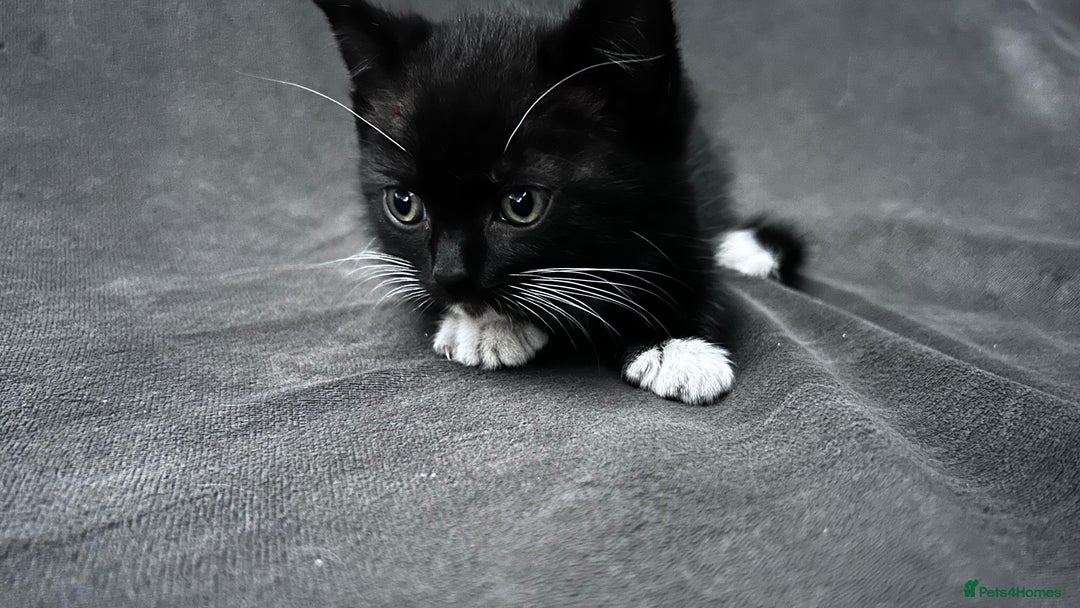 Ragdoll cats for sale: Adorable 9 Week Old Kittens - Litter Trained - Image 14