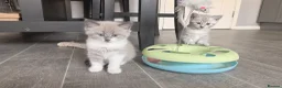 Mixed Breed cats for sale: Ragdoll Cross Ready now - Advert 3
