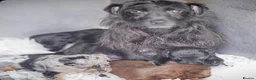 Mixed Breed dogs for sale: Beautiful litter of Patterpoo’s   - Advert 20