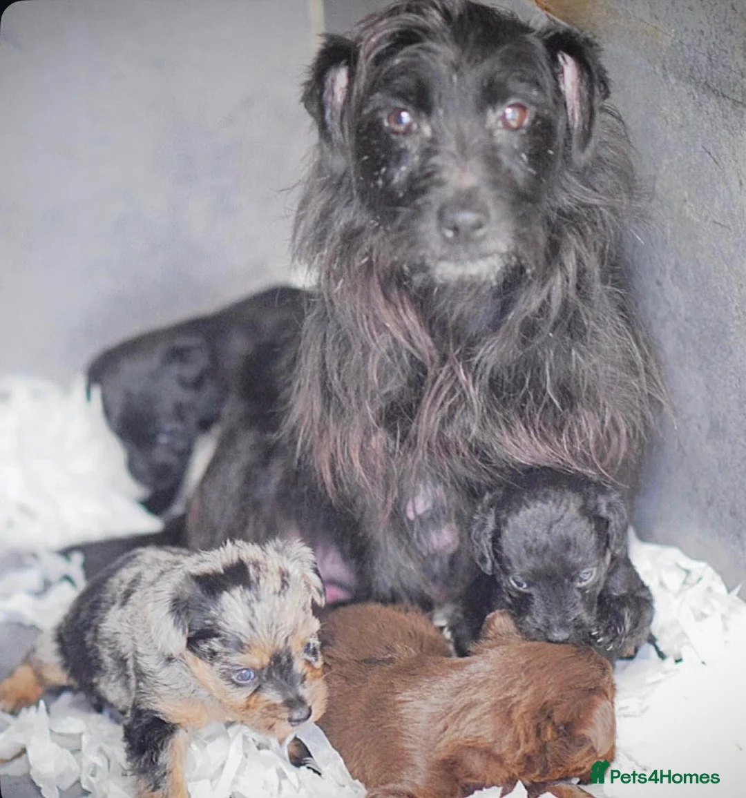 Mixed Breed dogs for sale: Beautiful litter of Patterpoo’s   - Advert 20