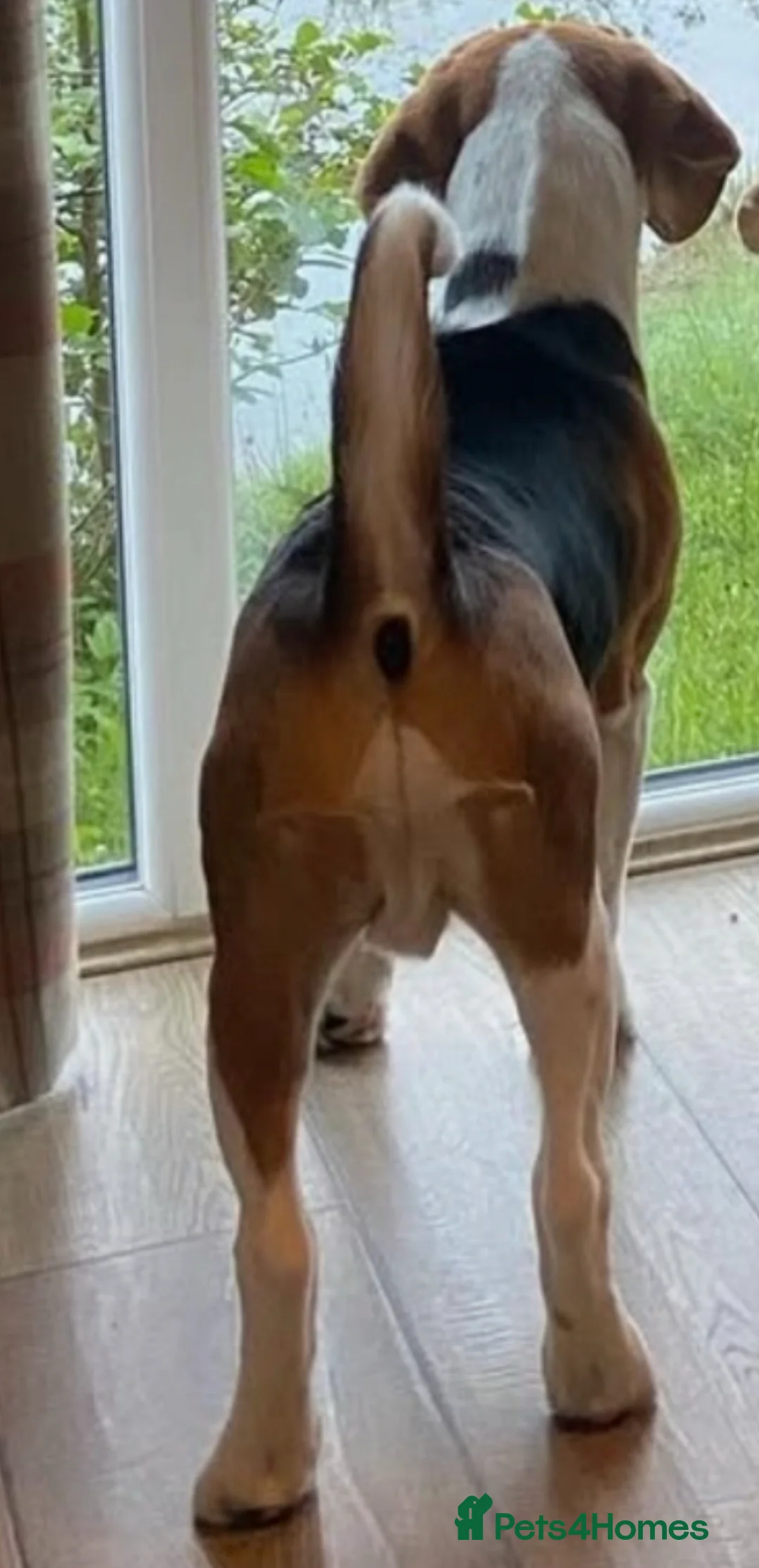 Beagle dogs for stud: Beautiful Beagle Stud  in Pontefract - Advert 3