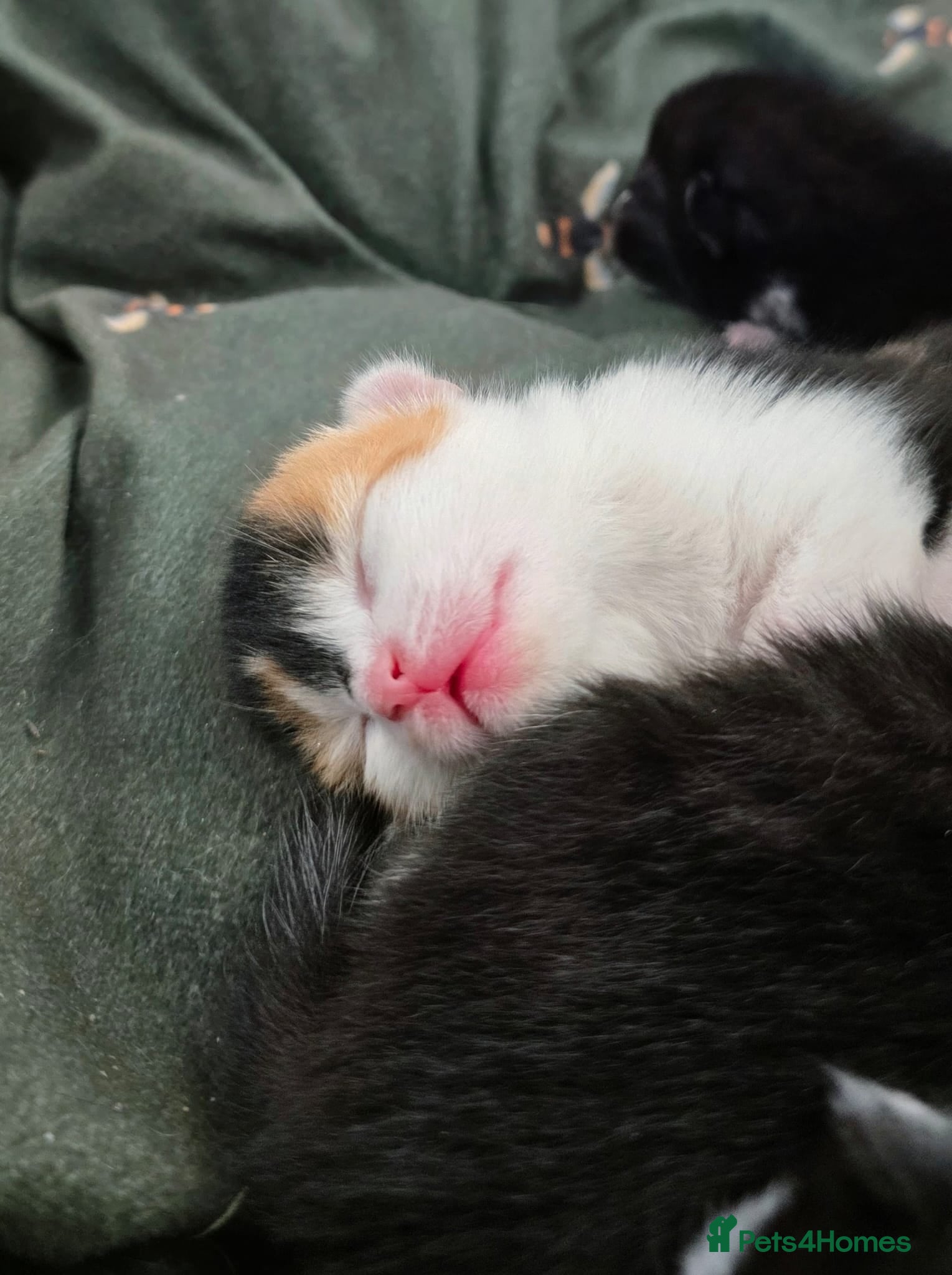 Domestic Shorthair cats for sale: 5 stunning black, ginger and white kittens - Advert 14
