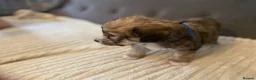 Jack Russell dogs for sale: Beautiful jack Russell puppies for sale.  - Advert 13