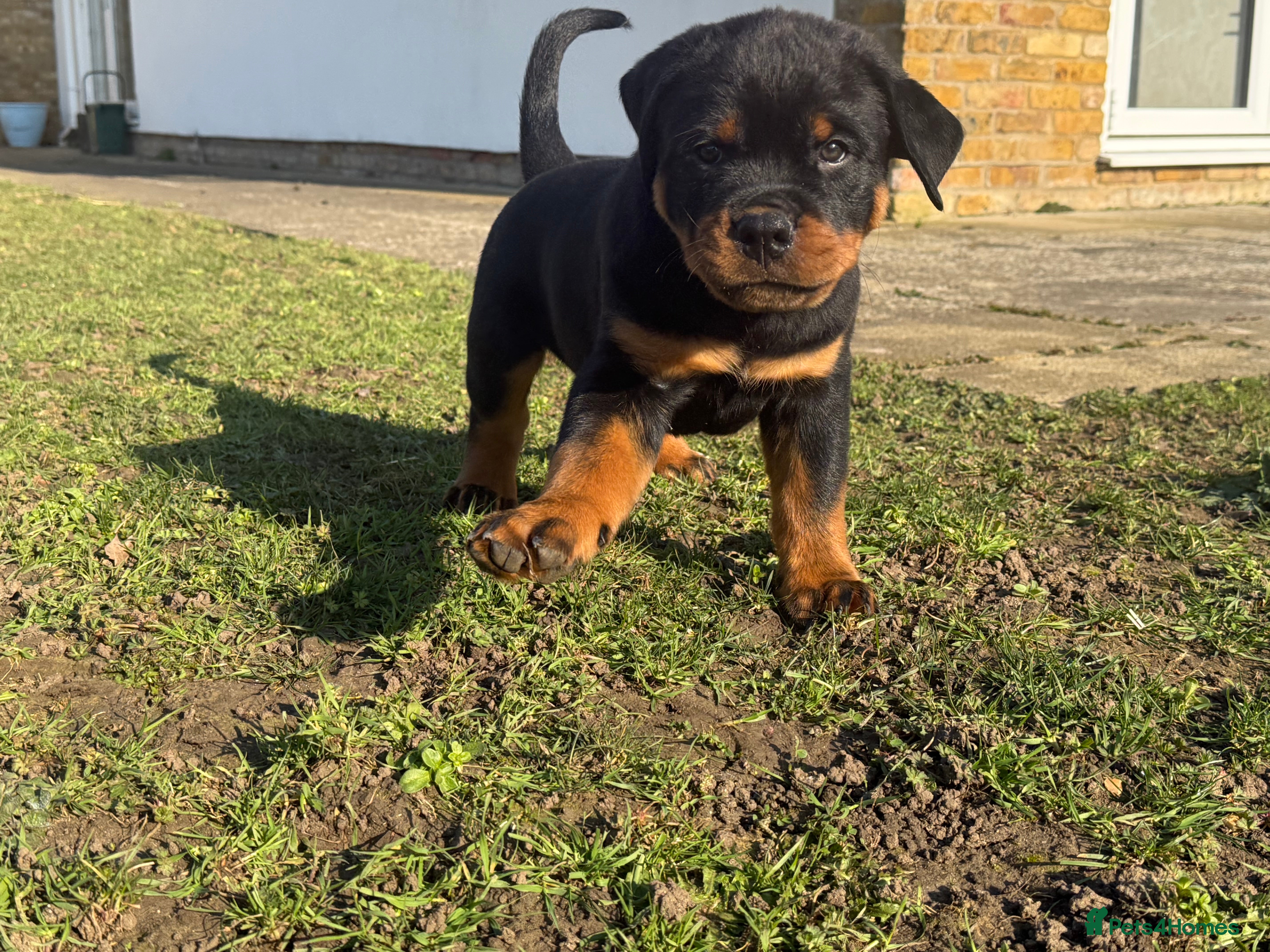 Rottweiler dogs KC Registered Rottweiler Puppies - Advert 9