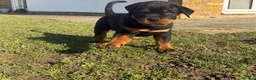 Rottweiler dogs for sale: KC Registered Rottweiler Puppies - Advert 1