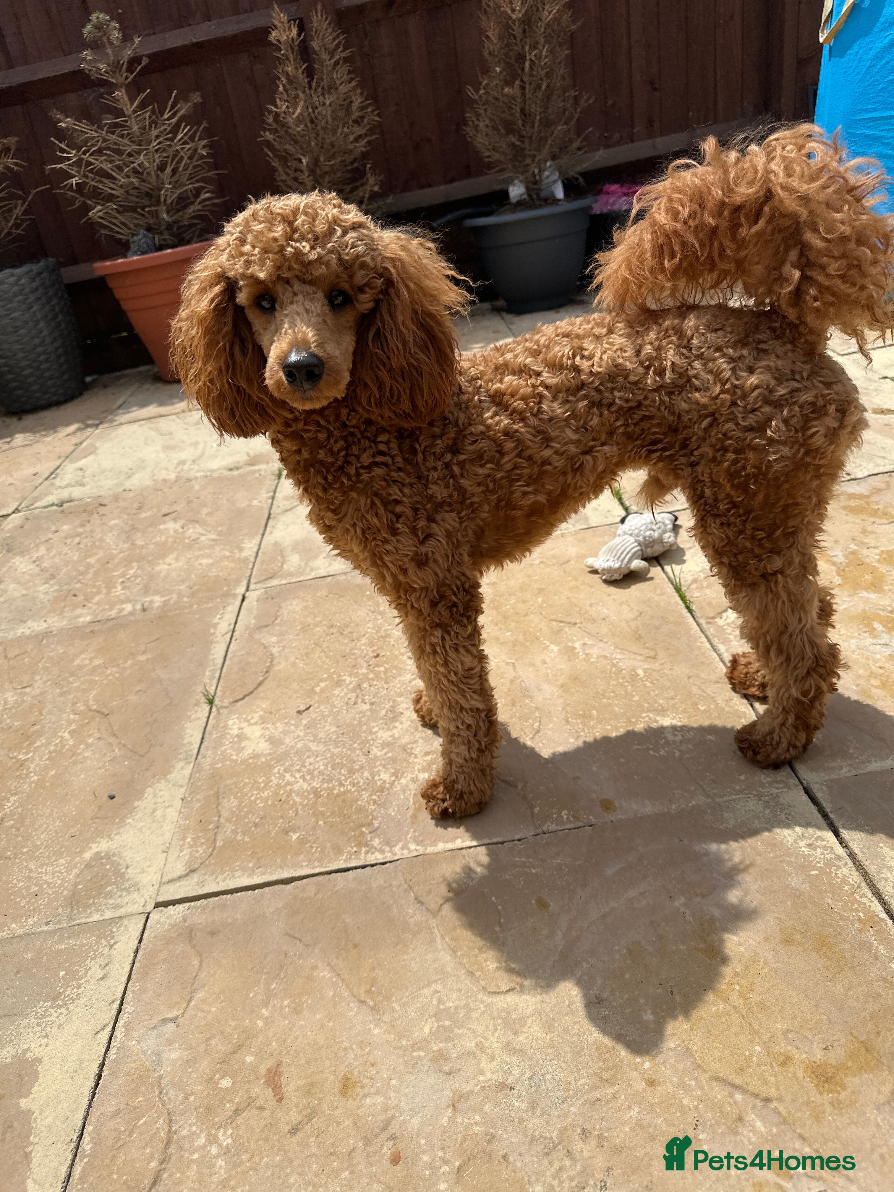Miniature Poodle dogs Miniature poodle for stud  - Advert 15