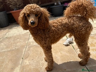 Miniature Poodle dogs for stud: Miniature poodle for stud - Advert 2