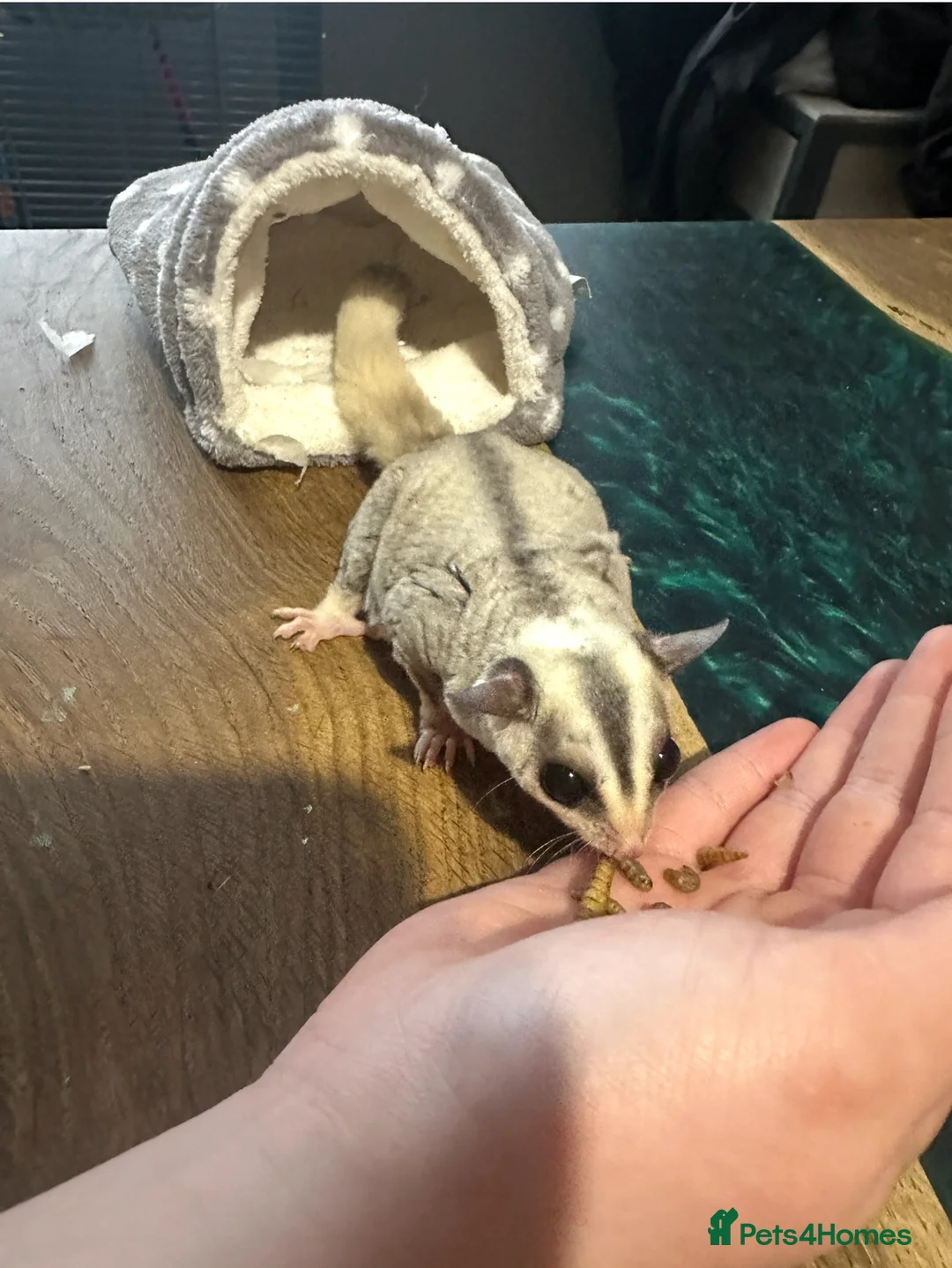 Sugar Glider rodents for sale: Sugar Glider Three Males plus Cage & Accessories - Advert 2