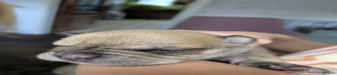 Mixed Breed Puppy 2