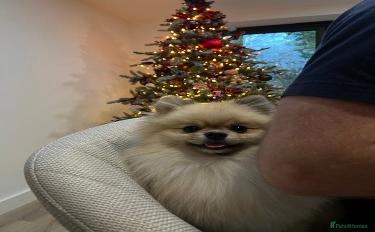 Pomeranian dogs in Stockport - Advert 1