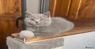 British Shorthair cats - Advert 15