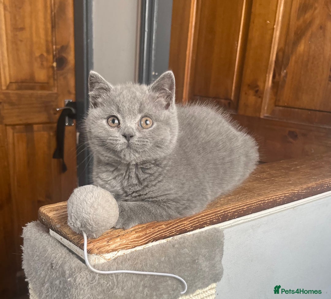 British Shorthair cats for sale: Very affectionate little girl heath tested BSH - Image 4