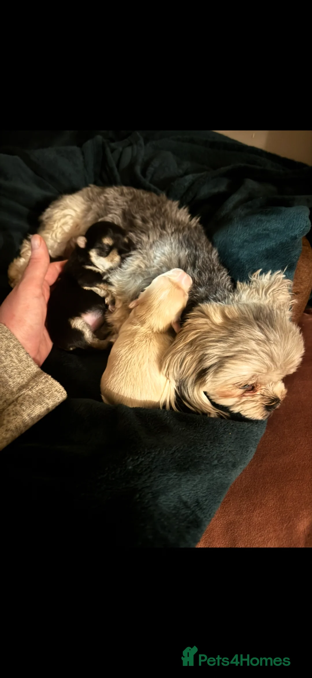 Gallery Image {{count}}