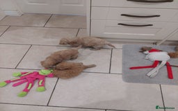 Toy Poodle dogs for sale: Toy poodles puppies - Image 2