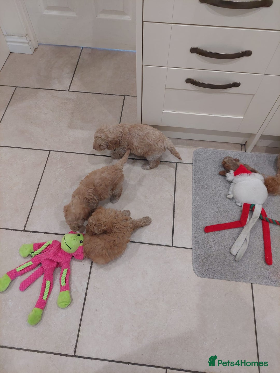 Toy Poodle dogs for sale: Toy poodles puppies - Image 2