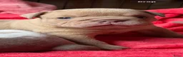 Olde English Bulldogge dogs for sale: Olde English Bulldogge  - Advert 4