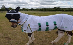 Hanoverian horses for sale: Skewbald filly  - Image 6